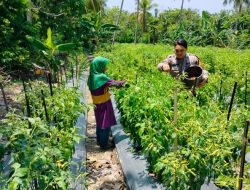Kisah Brigpol Adri, Anggota Polres Majene yang Aktif Dorong Ketahanan Pangan Warga
