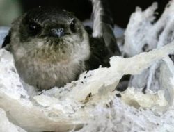 Diduga Curi Sarang Walet, Polres Majene Tangkap 5 Pemuda di Desa Onang