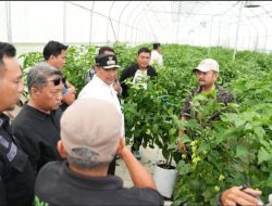 Kunjungi Smart Farming di Toraja, Pemprov Sulbar Kepincut Kembangkan Cabe Katokkon