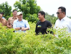 Terinspirasi dari Enrekang, Pemprov Sulbar Ingin Kembangkan Cabe