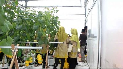 DKPP Sumenep Genjot Pemasaran Melon Lokal ke Ritel Modern Nasional