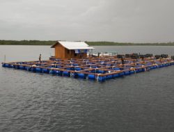 Desa Saobi Bersiap Menjadi Sentra Budidaya Lobster, Investor Vietnam Tunjukkan Komitmen