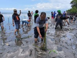 Komunitas Pencinta Lingkungan di Polman Tanam Ribuan Pohon Mangrove