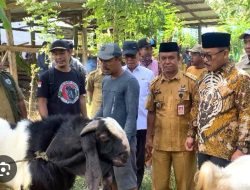 Tokcer! Baru Setengah Tahun, Bantuan Kambing SDK-JSM Sudah ‘Panen’ Ratusan Ekor