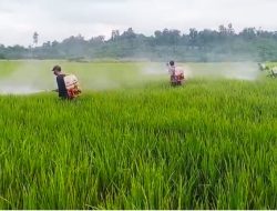 Sinergi Kawal Swasembada, 7 Hektar Padi di Tommo Terkendali dari Serangan Bercak Daun Cokelat