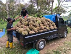Durian Montong Polman Kini Merambah Pasar di Tiongkok