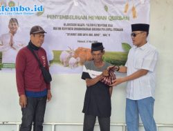 Kejari Polman Sumbangkan Dua Ekor Sapi Kurban, Dibagikan kepada Warga