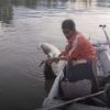 Seekor Buaya Ditemukan Mati, Mengapung di Sungai Mandar