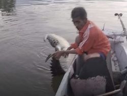 Seekor Buaya Ditemukan Mati, Mengapung di Sungai Mandar