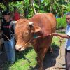 Presiden Prabowo Borong 4 Sapi Raksasa di Sulbar, Bobot Tembus 1 Ton