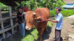 Presiden Prabowo Borong 4 Sapi Raksasa di Sulbar, Bobot Tembus 1 Ton