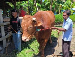 Presiden Prabowo Borong 4 Sapi Raksasa di Sulbar, Bobot Tembus 1 Ton