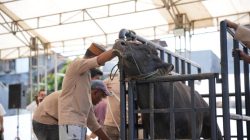 Pertamina Patra Niaga Regional Sulawesi Tebar Ribuan Paket Daging Kurban saat Idul Adha