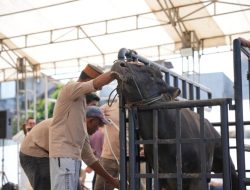 Pertamina Patra Niaga Regional Sulawesi Tebar Ribuan Paket Daging Kurban saat Idul Adha