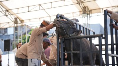 Pertamina Patra Niaga Regional Sulawesi Tebar Ribuan Paket Daging Kurban saat Idul Adha