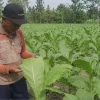 BLT DBHCHT Digelontorkan, 2.600 Buruh Tembakau Sumenep Jadi Prioritas
