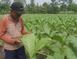 BLT DBHCHT Digelontorkan, 2.600 Buruh Tembakau Sumenep Jadi Prioritas