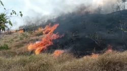 Diperkirakan 10 Hektar Lahan di Pulau Bottoa Polman Ludes Terbakar