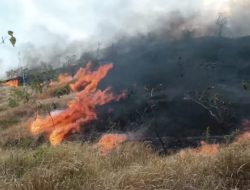 Diperkirakan 10 Hektar Lahan di Pulau Bottoa Polman Ludes Terbakar