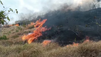 Diperkirakan 10 Hektar Lahan di Pulau Bottoa Polman Ludes Terbakar