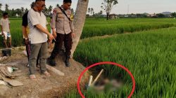 Warga Desa Kuajang Polman Ditemukan Tewas di Tengah Sawah, Ini Kata Kapolsek