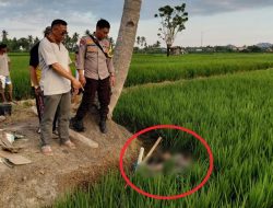 Warga Desa Kuajang Polman Ditemukan Tewas di Tengah Sawah, Ini Kata Kapolsek