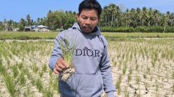 Tercatat 1.084 Hektar Sawah di Polman Kering, Petani Terancam Gulung Tikar