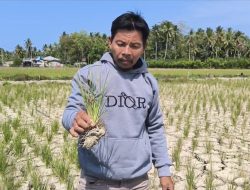 Tercatat 1.084 Hektar Sawah di Polman Kering, Petani Terancam Gulung Tikar