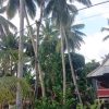 Ancam Keselamatan Warga, Tiang Listrik Kayu di Desa Tasokko Mateng Disoal