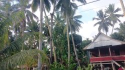 Ancam Keselamatan Warga, Tiang Listrik Kayu di Desa Tasokko Mateng Disoal