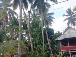 Ancam Keselamatan Warga, Tiang Listrik Kayu di Desa Tasokko Mateng Disoal
