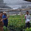 Disbun Sulbar Lakukan Monitoring dan Pengawasan Pembibitan Kakao di Pasangkayu untuk Menjamin Mutu Benih