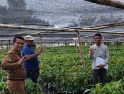Disbun Sulbar Lakukan Monitoring dan Pengawasan Pembibitan Kakao di Pasangkayu untuk Menjamin Mutu Benih