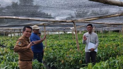 Disbun Sulbar Lakukan Monitoring dan Pengawasan Pembibitan Kakao di Pasangkayu untuk Menjamin Mutu Benih