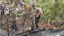 Kebakaran Kebun Kakao di Tutar Berhasil Dipadamkan, Polisi Datangi TKP