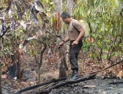 Kebakaran Kebun Kakao di Tutar Berhasil Dipadamkan, Polisi Datangi TKP